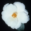 Snow Flake [Sawada]